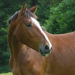 horse-domain,horse-domains,horse,.horse